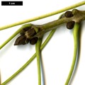 SpeciesSub: subsp. syriaca SpeciesSub: subsp. syriaca